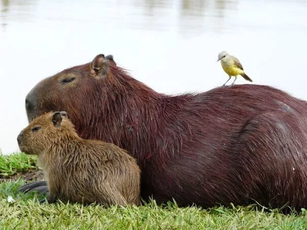 Капибара смоленск микрорайон королевка 1а фото Все любят капибару Capybara, Animals, Animals friendship