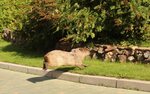 Капибара смоленск микрорайон королевка 1а фото Капибара смоленск королевка