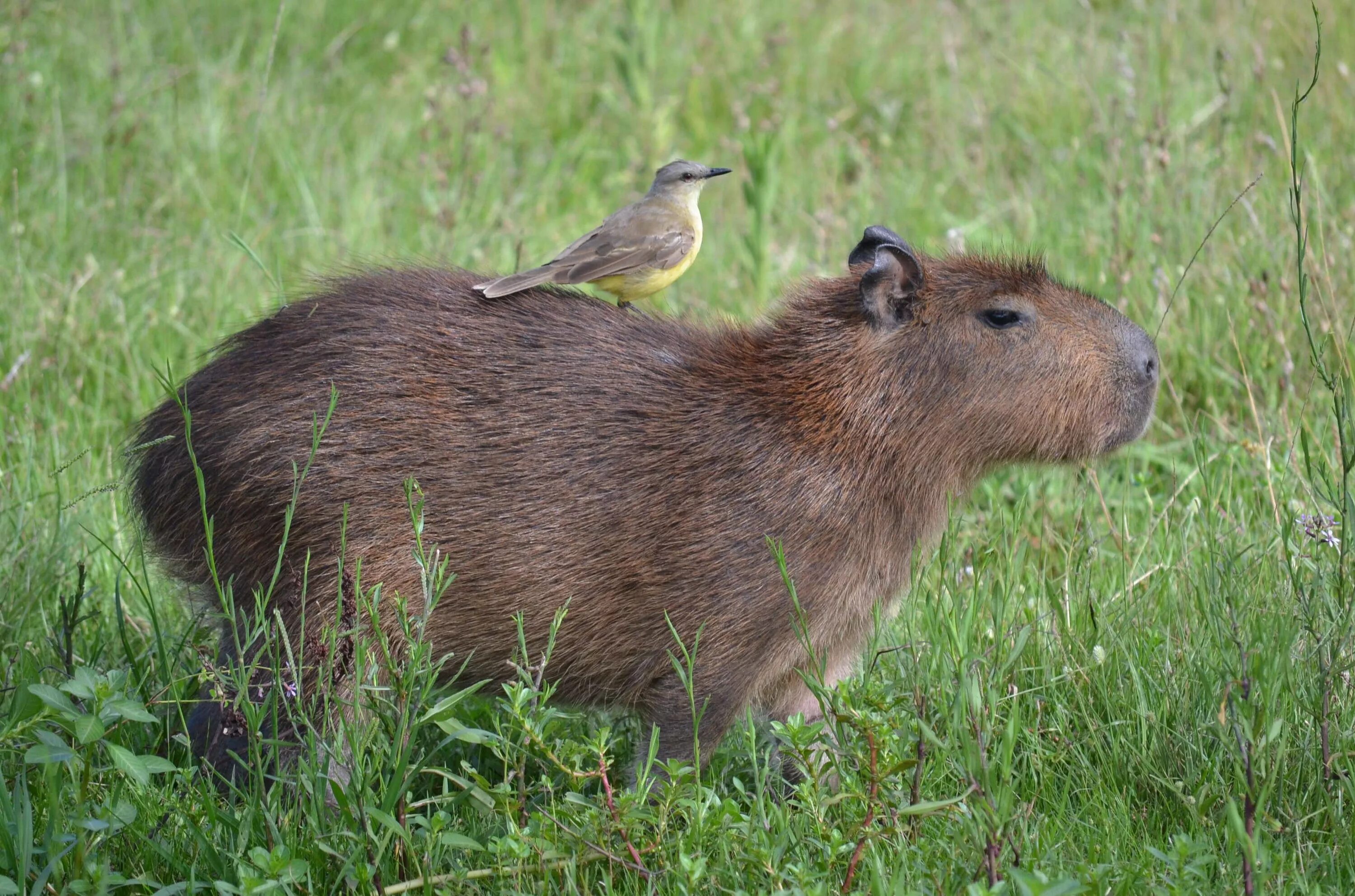 Капибара смоленск микрорайон королевка 1а фото Capybara Desktop