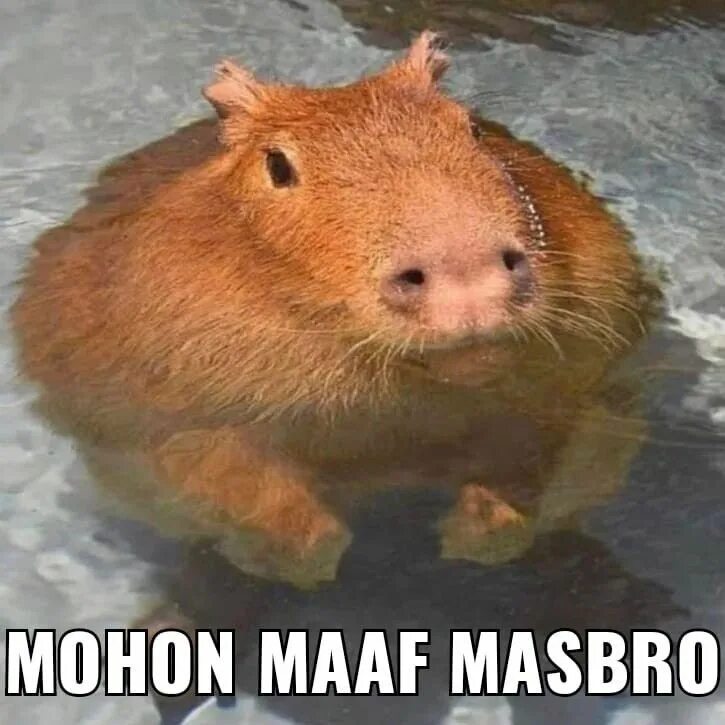 Капибара советская ул 99а фото Pin on Pet Capybara