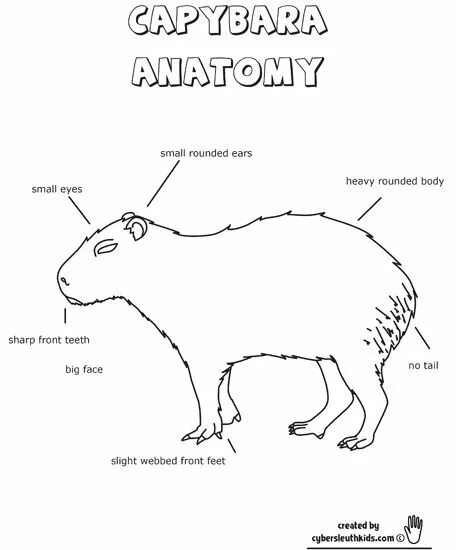 Капибара своими руками выкройки Capybara Anatomy Outine Printout Worksheet Capybara, Anatomy, Animals