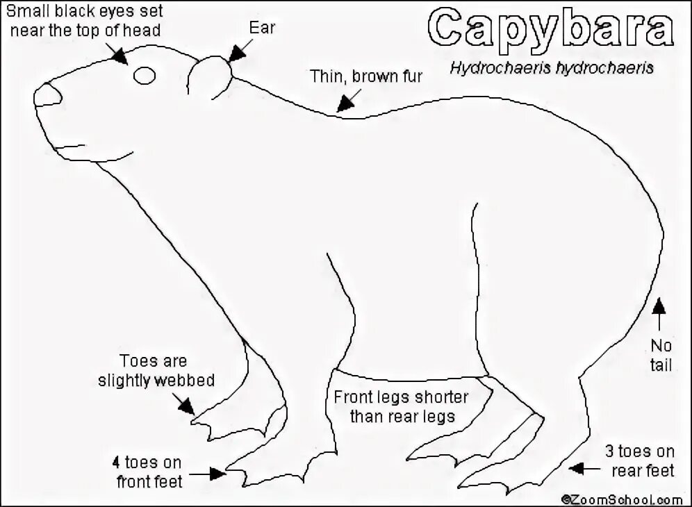 Капибара своими руками выкройки Capybara Printout- EnchantedLearning.com Capybara, Biggest rodent, Mammals