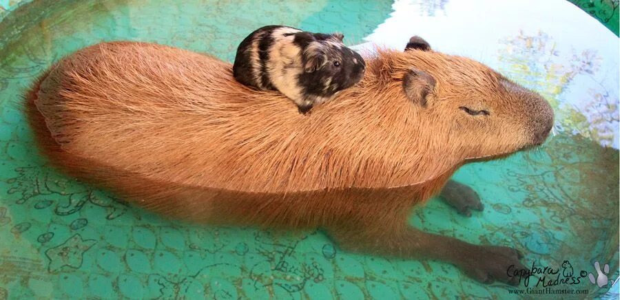 Капибара ул 25 сентября 35а смоленск фото Haus of Meta : Photo Baby guinea pigs, Guinea pigs, Pet guinea pigs