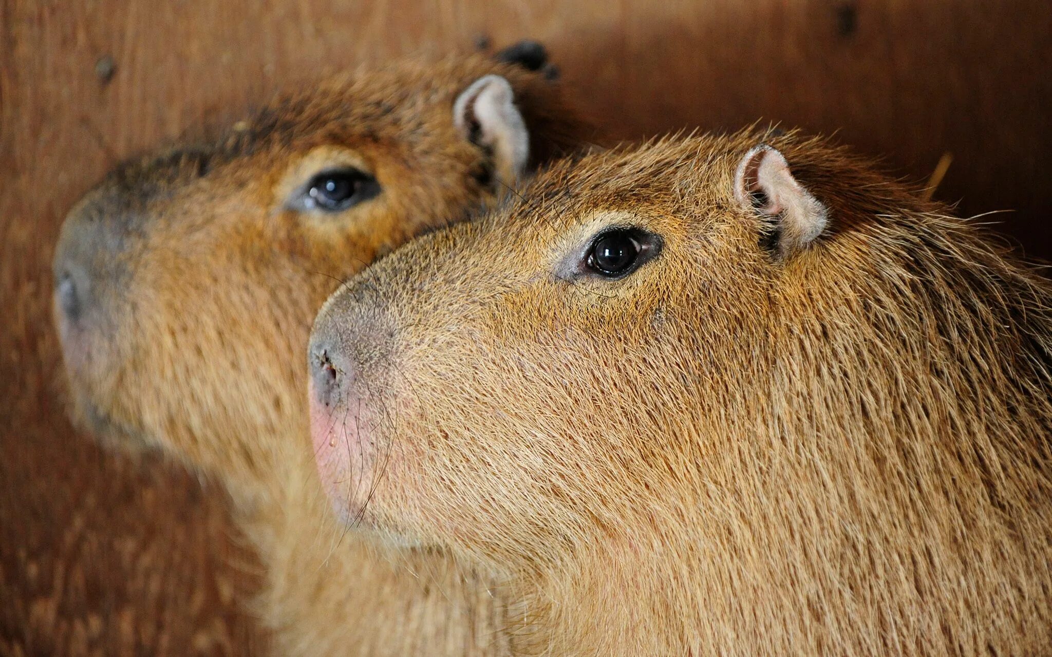 Капибара ул димитрова 24 фото World's Largest Rodents On Lam From Toronto Zoo Capybara, Toronto zoo, Interesti