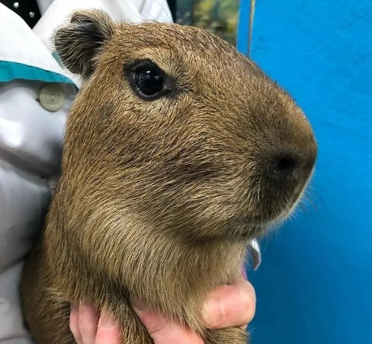 Капибара ул димитрова 24 фото serious capybara Capivaras, Capivara, Fotos de capivara