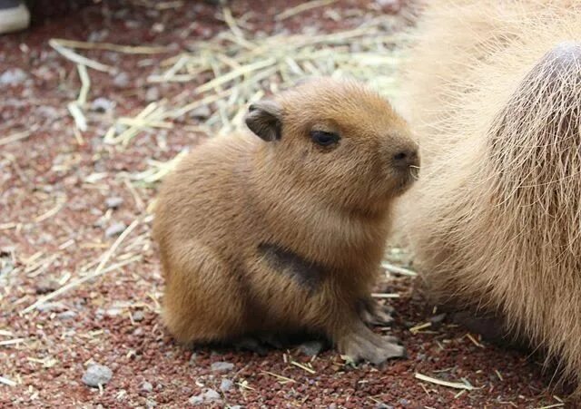 Капибара ул димитрова 24 фото CAPYBARA MAN on Twitter Baby capybara, Capybara, Silly animals