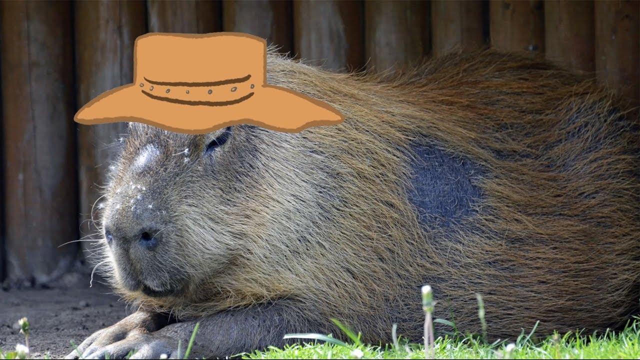 Капибара ул димитрова 24 фото Capybara - YouTube