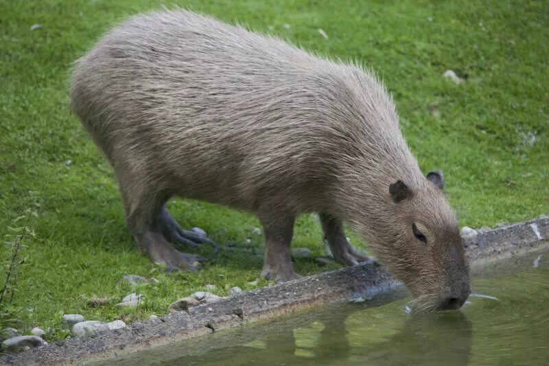 Капибара ул гагарина 18 фото и видео Capybara, Cape May Zoo E54