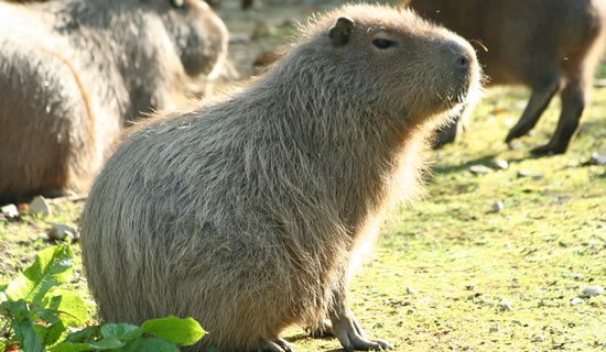 Капибара ул гагарина 18 фото и видео Капибара ул гагарина 18