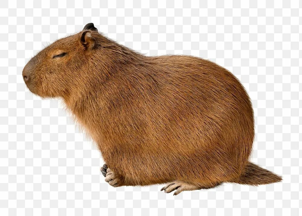 Капибара ул историка костомарова 48а фото Capybara PNG Images Free Photos, PNG Stickers, Wallpapers & Backgrounds - rawpix
