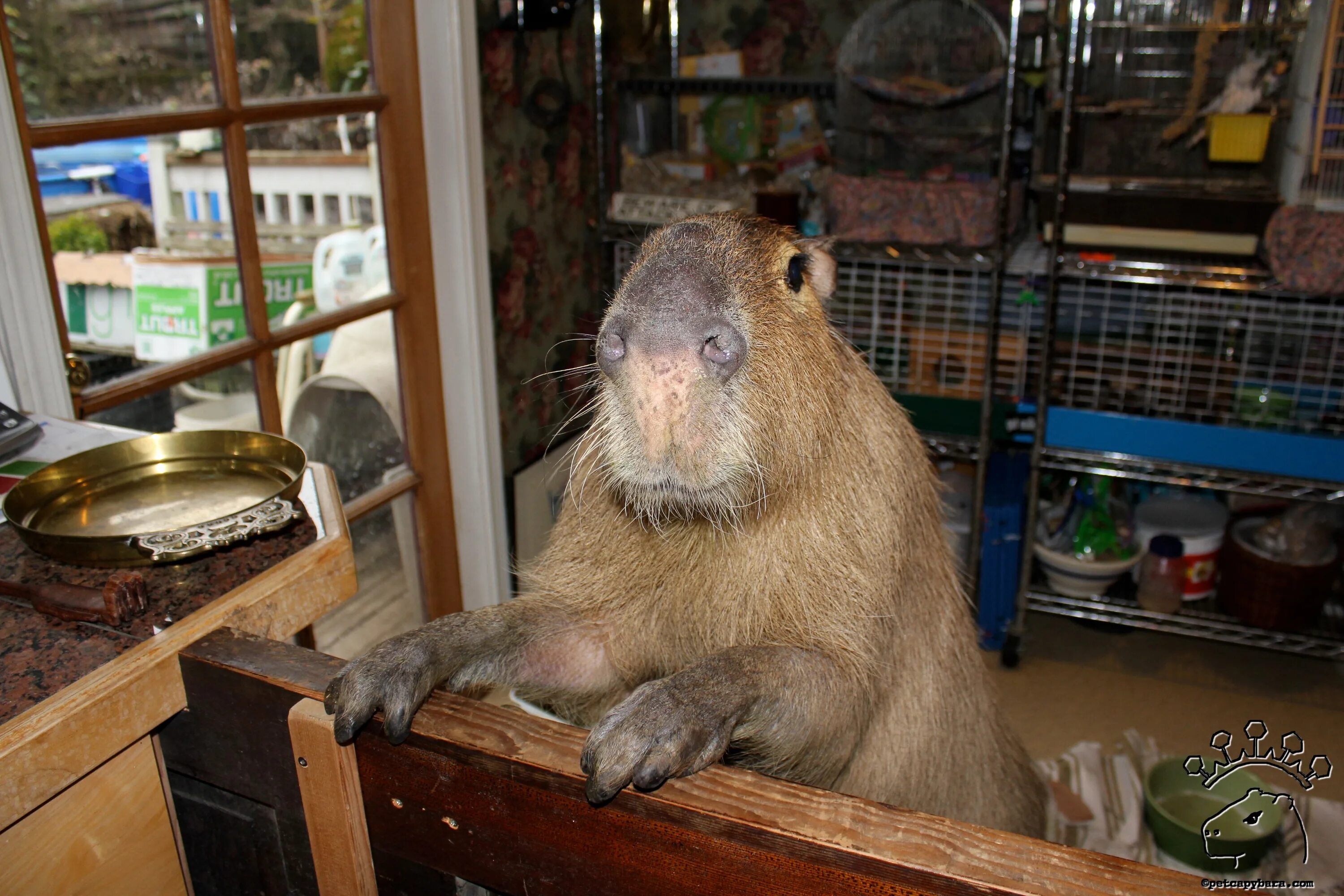 Капибара ул историка костомарова 48а фото IMG_4519_w Dobby the Capybara