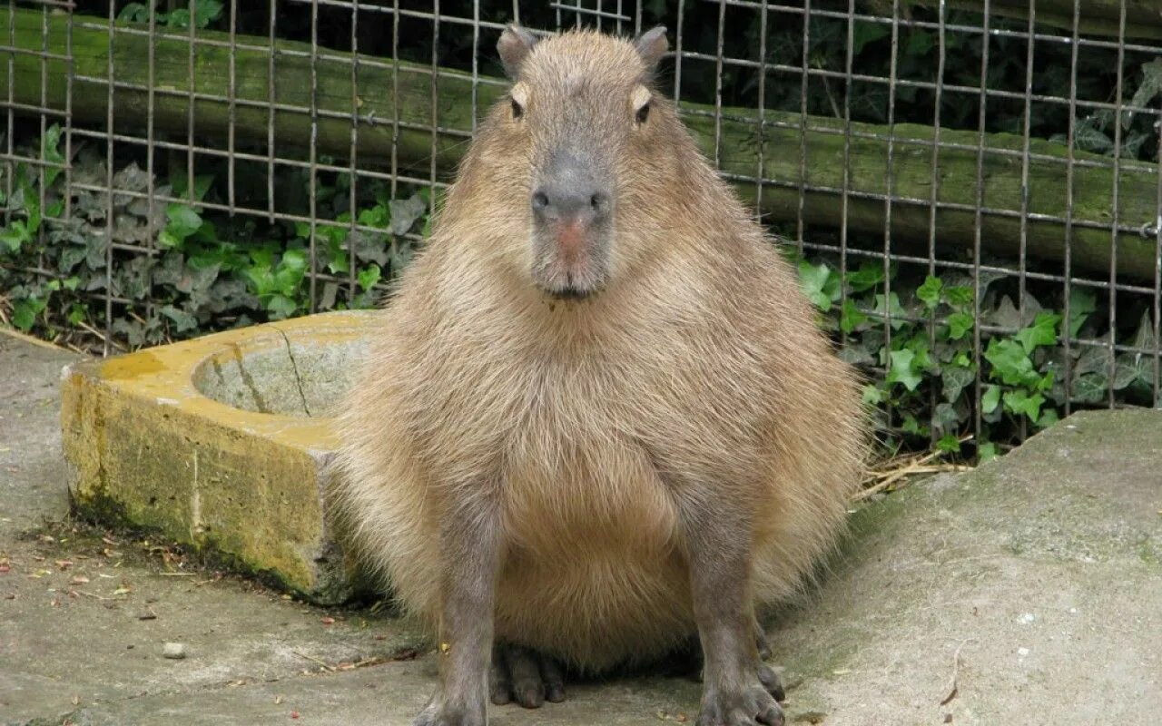 Капибара ул историка костомарова 48а фото Funny Capybara Sitting in Front of a Fence