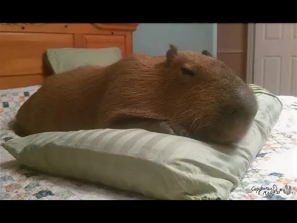 Капибара ул историка костомарова 48а фото capybara after party ok i pull up - YouTube