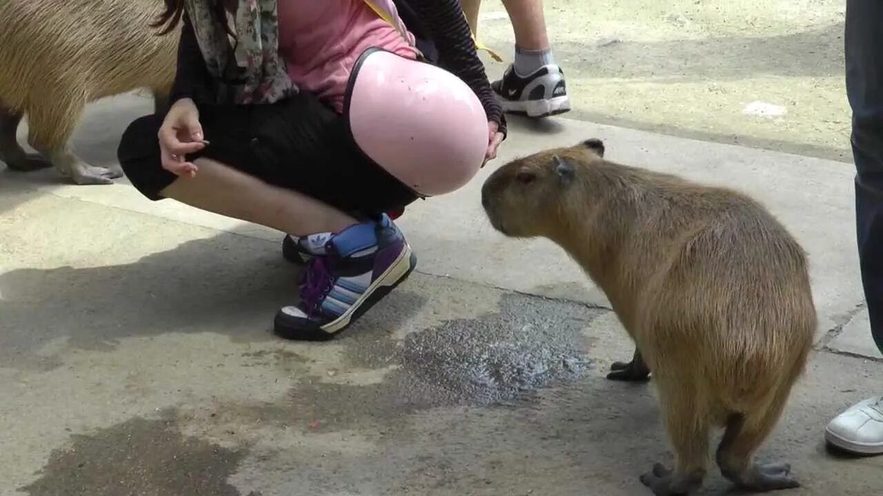 Капибара ул косарева 18 фото Capybara Nina Attacks Helmet カ ピ バ ラ ニ-ナ は ヘ ル メ ッ ト を 侵 し - YouTube