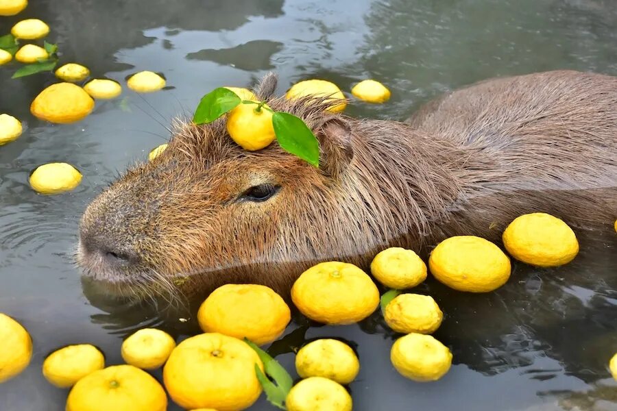 Капибара ул мельникайте 126 стр 3 фото Capybara? Capybara! The Internet Phenomenon - Czech & Slovak Leaders