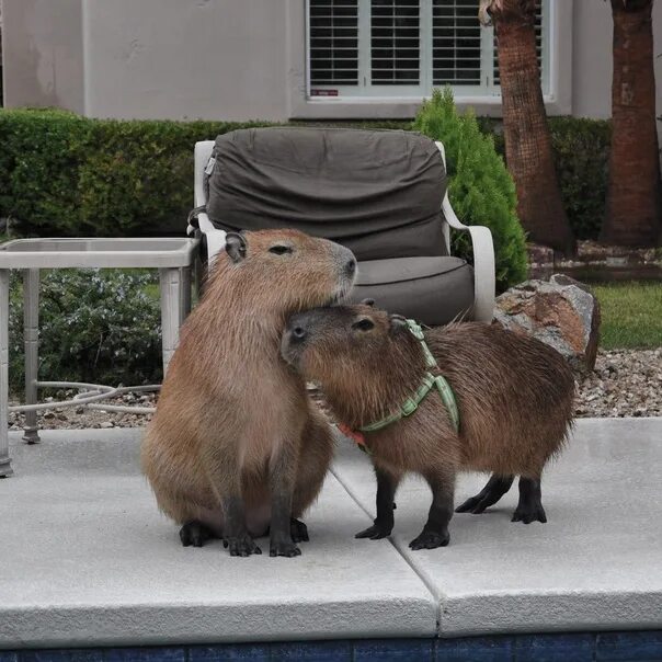 Капибара ул николаева 12а фото #ff_morning_capybara Posts Tagged 'morning capybara' 2022 Жирен и красив ВКонтак