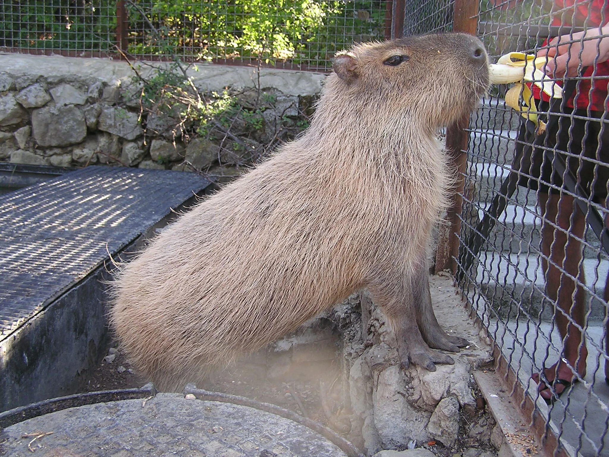 Капибара ул николаева 12а фото Файл:Zoo in Yalta 007.jpg - Вікіпедія