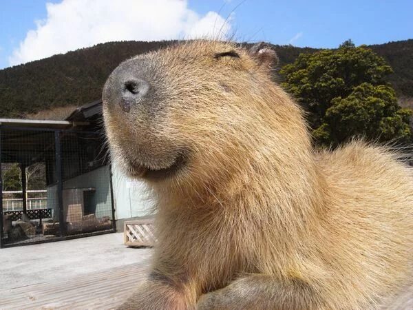 Капибара ул николаева 12а фото 動 物 画 像)休 み 終 わ る し.モ フ モ フ 貼 る わ : ハ ム ス タ-速 報 Капибара, Милые животные, Домашн