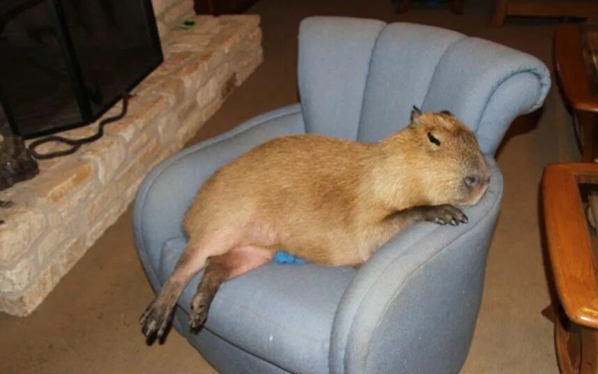 Капибара ул николаева 12а фото World's largest pet rodent Pet rodents, Capybara, Large animals