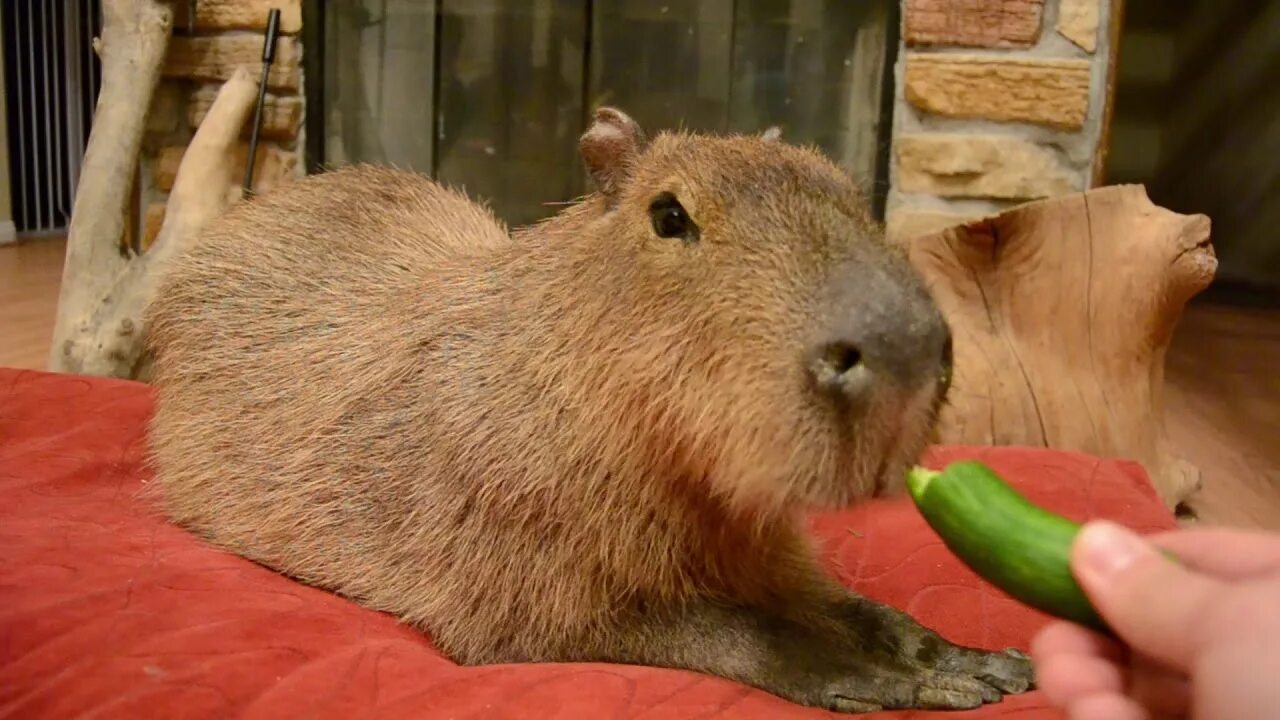 Капибара ул николаева 12а фото Capybara eats a banana, cucumber and corn husk. - YouTube