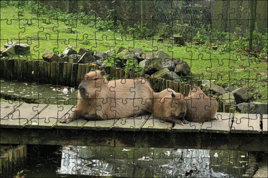 Капибара ул николаева 12а смоленск фото Магнитный пазл 27x18см."Капибара, faunapark, парк животных" на холодильник - куп