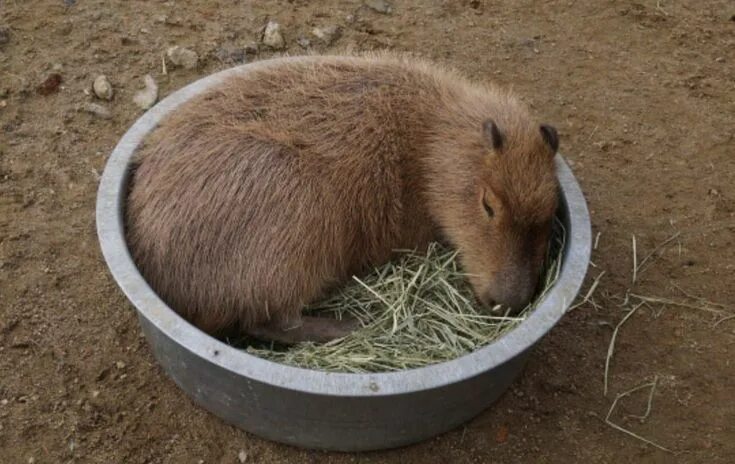 Капибара ул николаева 12а смоленск фото Pin by Laura Palmer on Зверушки Capybara, Animals, Rodents