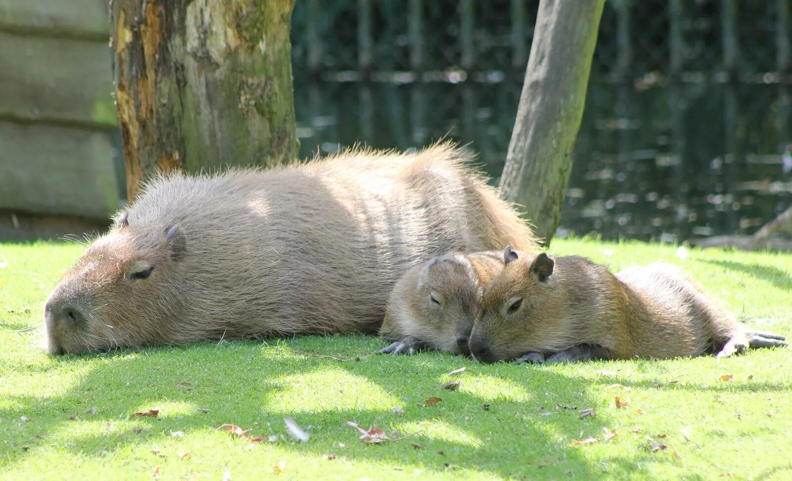 Капибара ул николая химушина 2 7с7 фото Mother Capybara with young - ZooChat