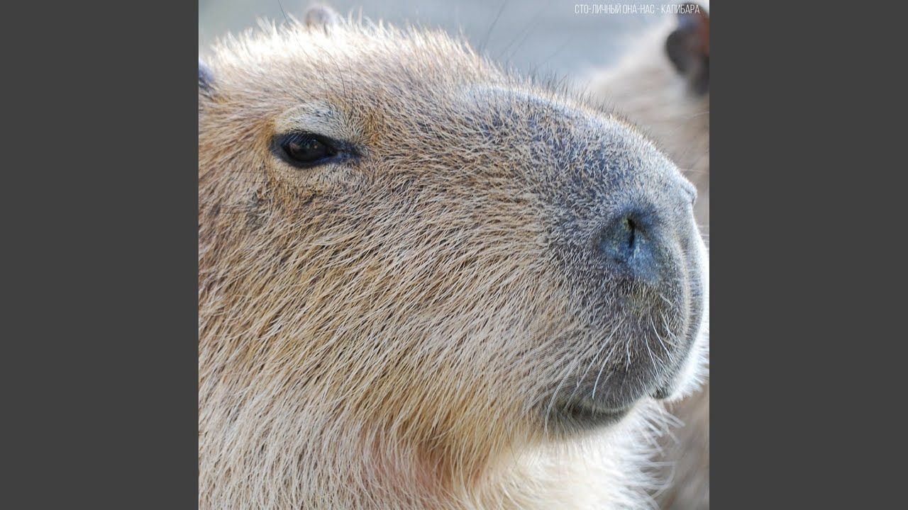 Капибара ул николая химушина 2 7с7 фото Капибара (Capybara)