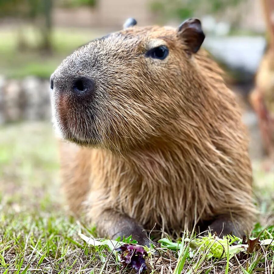 Капибара ул николая химушина 2 7с7 фото Meet A Capybara - Gatorland