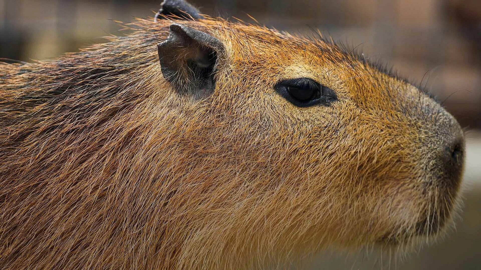 Капибара ул николая химушина 2 7с7 фото Two Capybara pups join the Santa Barbara Zoo, capybara