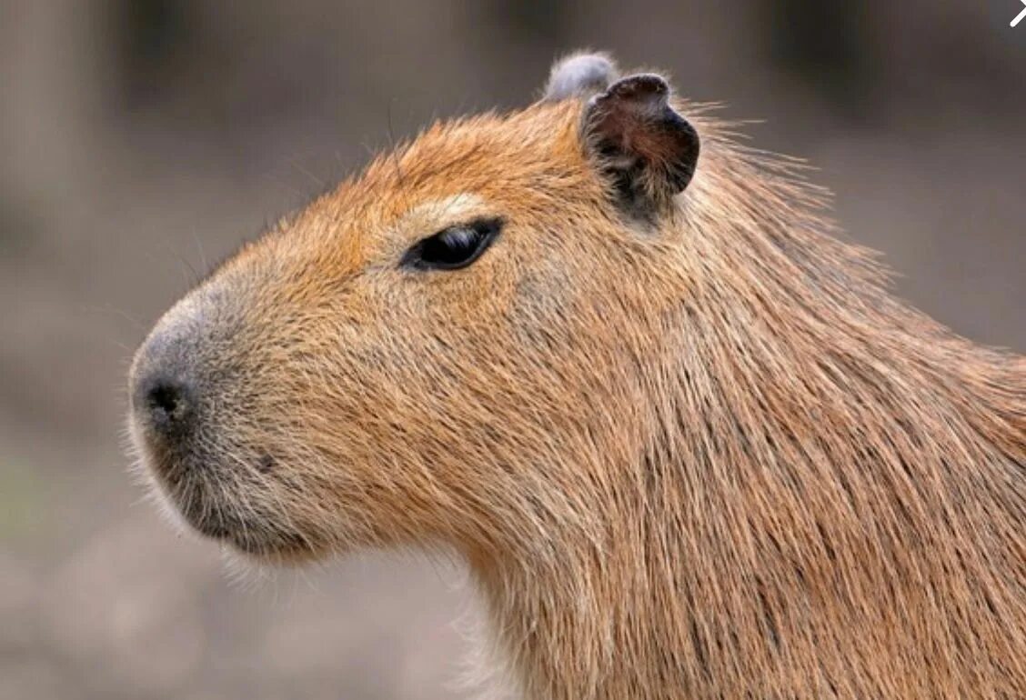 Капибара ул николая химушина 2 7с7 фото Épinglé par Ануфриева Татьяна sur бобер Animaux, Canidés, Marsupiaux