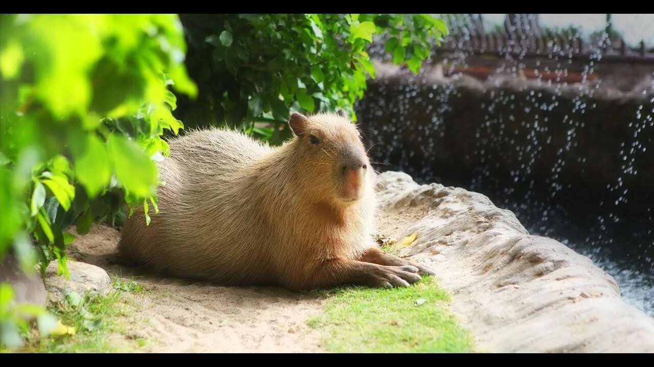 Капибара ул николая химушина 2 7с7 фото ok i pull up capybara /ok i pull up capybara/ - YouTube