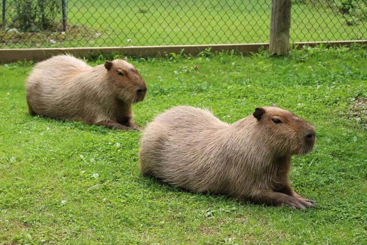 Капибара ул поляничко 4 1 фото The High Park Zoo is getting its own beer
