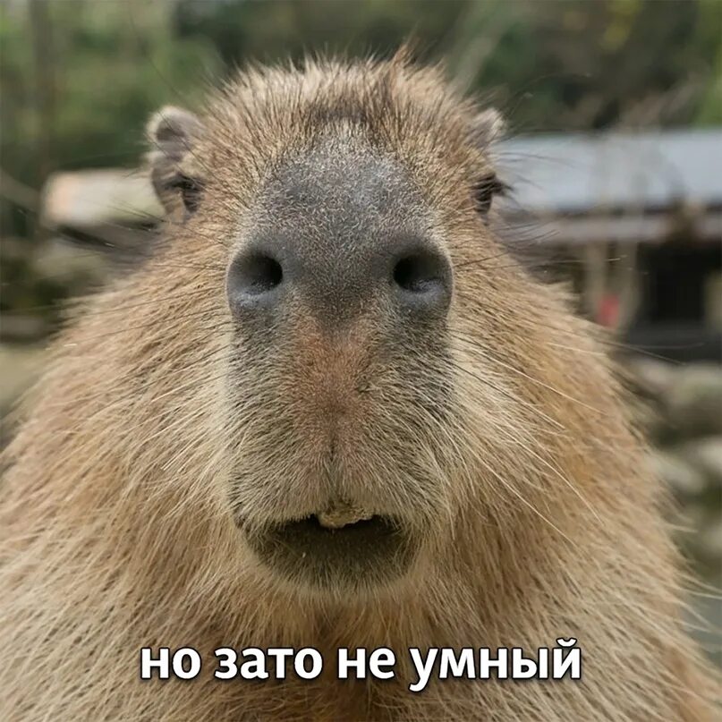 Капибара улыбается фото я может и тупой 2024 балдежные капибары и подписи к ним ВКонтакте