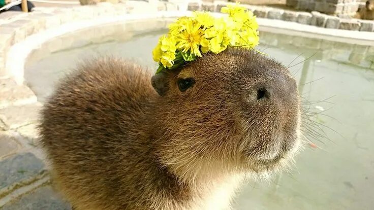 Капибара улыбается фото ハ-ベ ス ト の 丘 - ハ-ベ ス ト の 丘 added a new photo. Capybara, Capybara pet, Animals