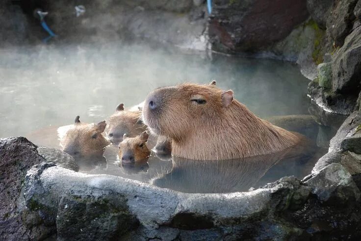 Капибара в природе фото Capybara and babies having a swim. Capybara, Cute animals, Animals beautiful