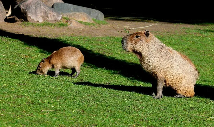 Капибара в зоопарке москвы фото Capybara born at the Moscow Zoo / News / Moscow City Web Site