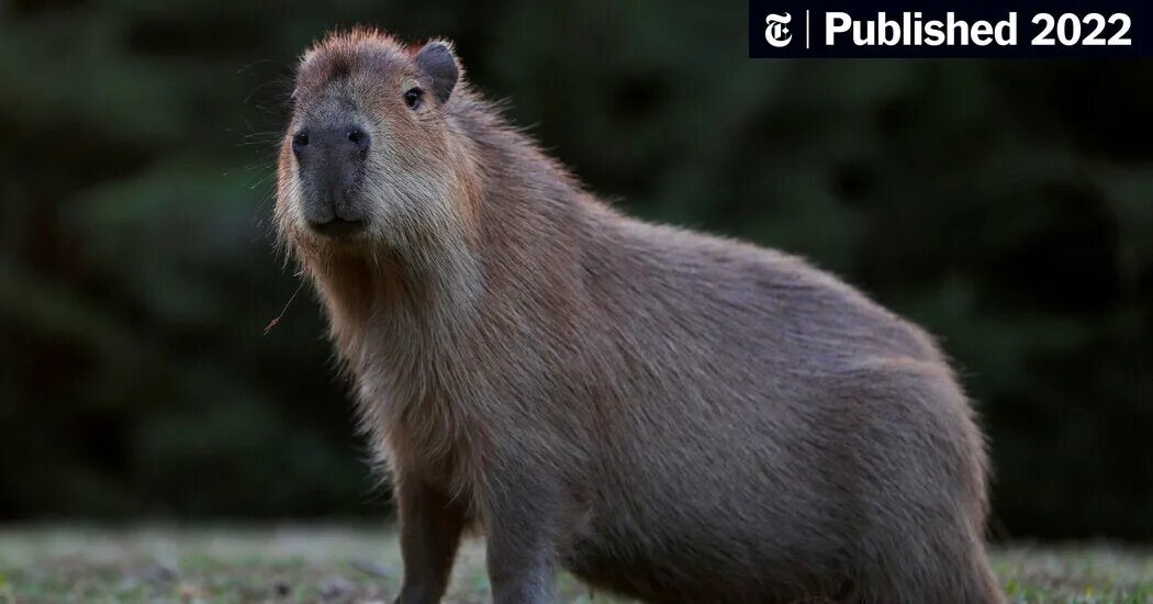 Капибара википедия фото Earth’s Largest Rodents Were Smaller Than We Once Thought - The New York Times