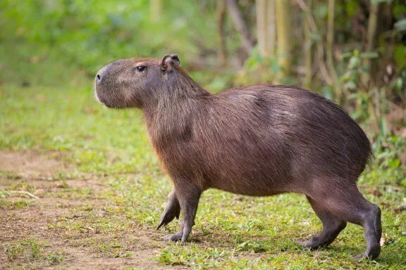 Капибара википедия фото Meu cão é cego... O que posso fazer Animais exóticos, Capivara e Animais do jard
