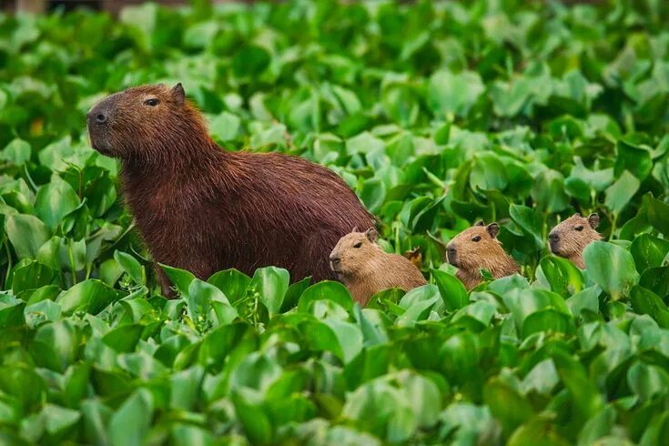 Капибара википедия фото Capivara(Hydrochoerus hydrochaeris) - Capybara - Wikipedia Pretty animals, Capyb
