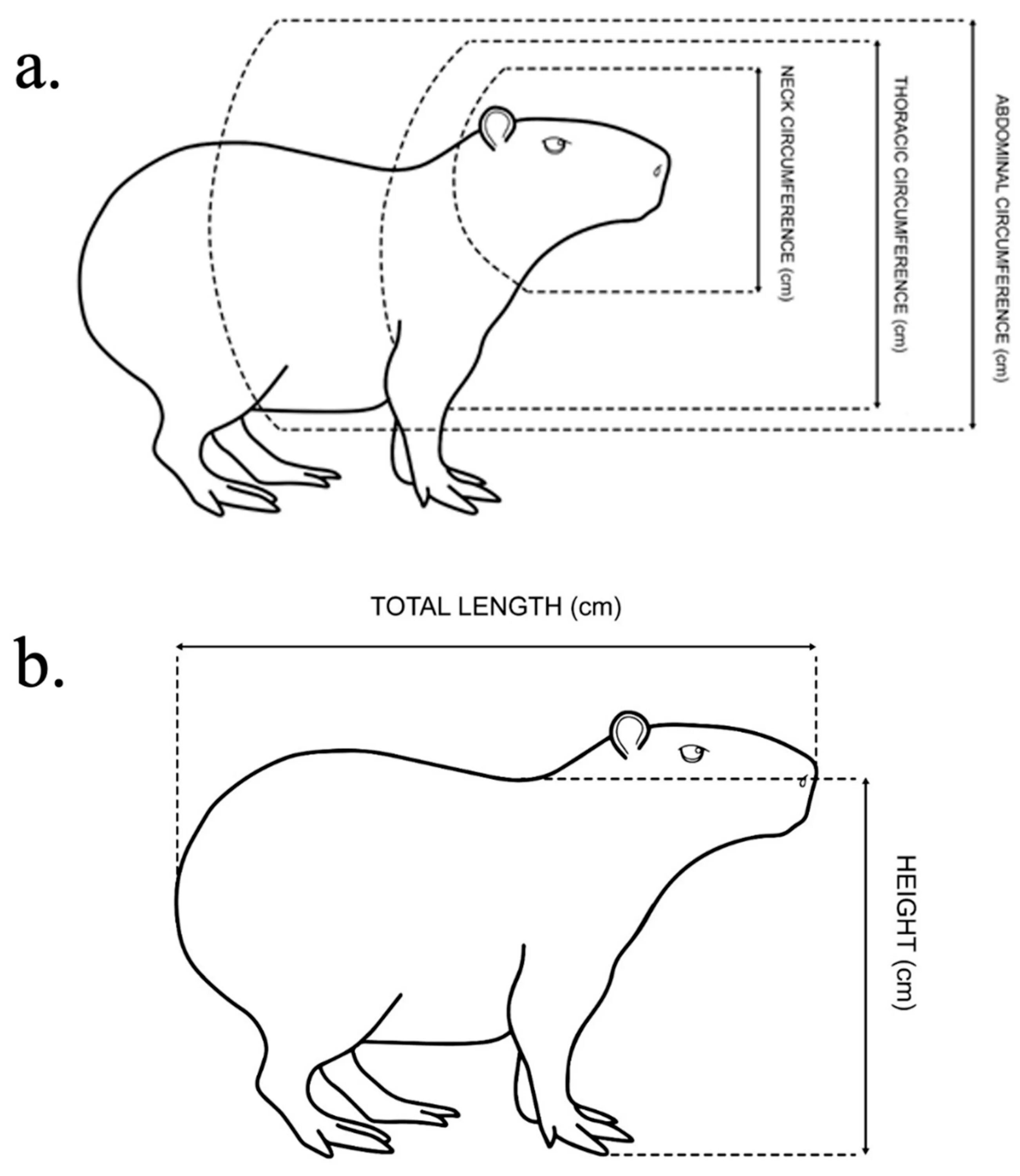 Капибара выкройка мягкая игрушка Veterinary Sciences Free Full-Text Morphometric Patterns and Blood Biochemistry 
