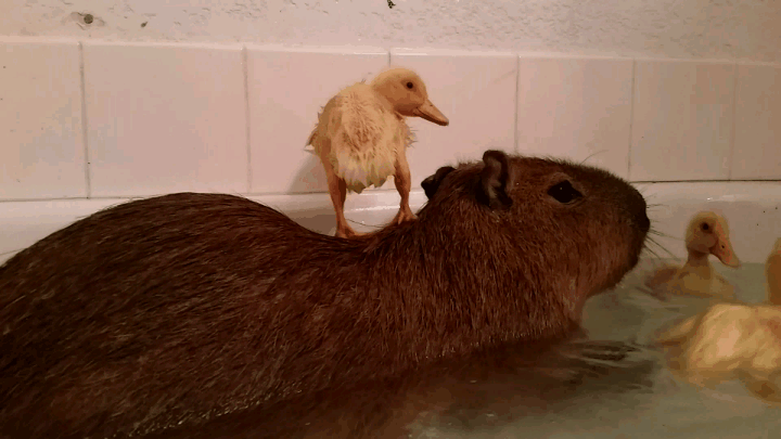 Капибара заводская площадь 4 фото Capybara are the world's largest rodent and are native to South America. While t