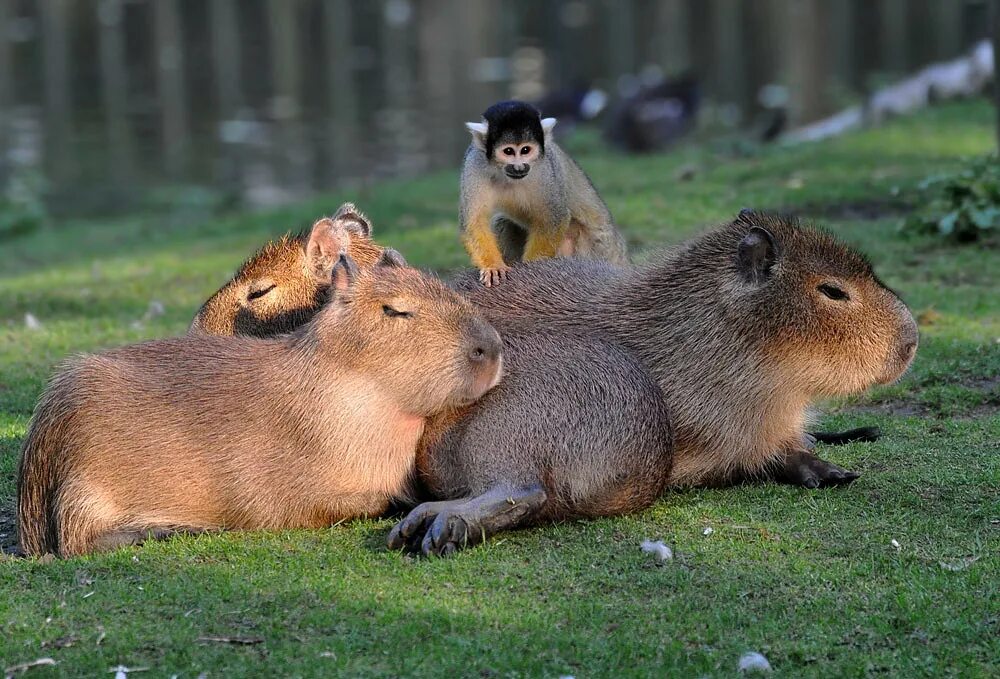Капибара заводская площадь 4 фото Squirrel monkey & Capybara My boyfriend made a little movi. Flickr