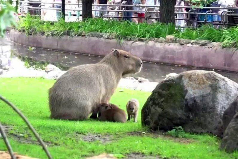 Капибара заводская площадь 4 липецк фото Животное-мем. Малыши капибар из московского зоопарка пережидают жару в воде Аргу