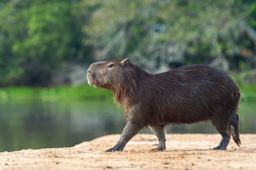 Капибара заводская площадь 4 липецк фото Capybara Capybara Carpincho,Capibara o Chigüire (Hydrochoe. Flickr