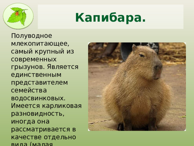 Капибара животное фото где живет Открытое внеклассное мероприятие: интерактивная игра "В мире интересного"