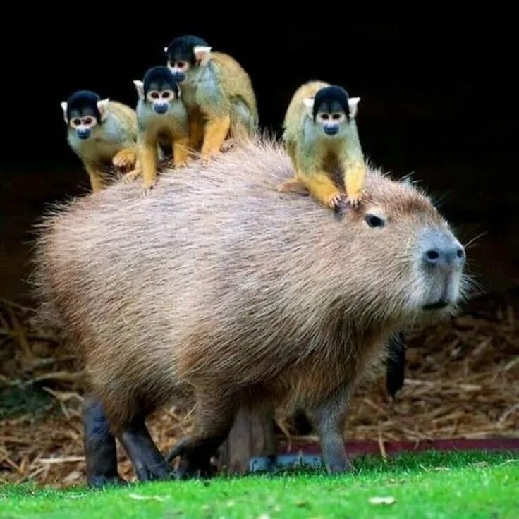 Капибара животное фото где живет Twitter Thread: Capybaras Have Friends From All Over The Animal Kingdom Capybara
