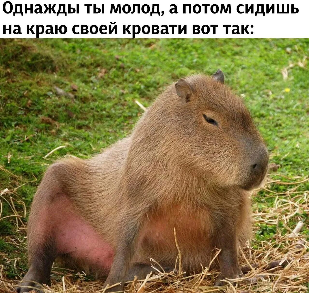 Капибара животное википедия фото и описание Memify Ru - Лучшие мемы