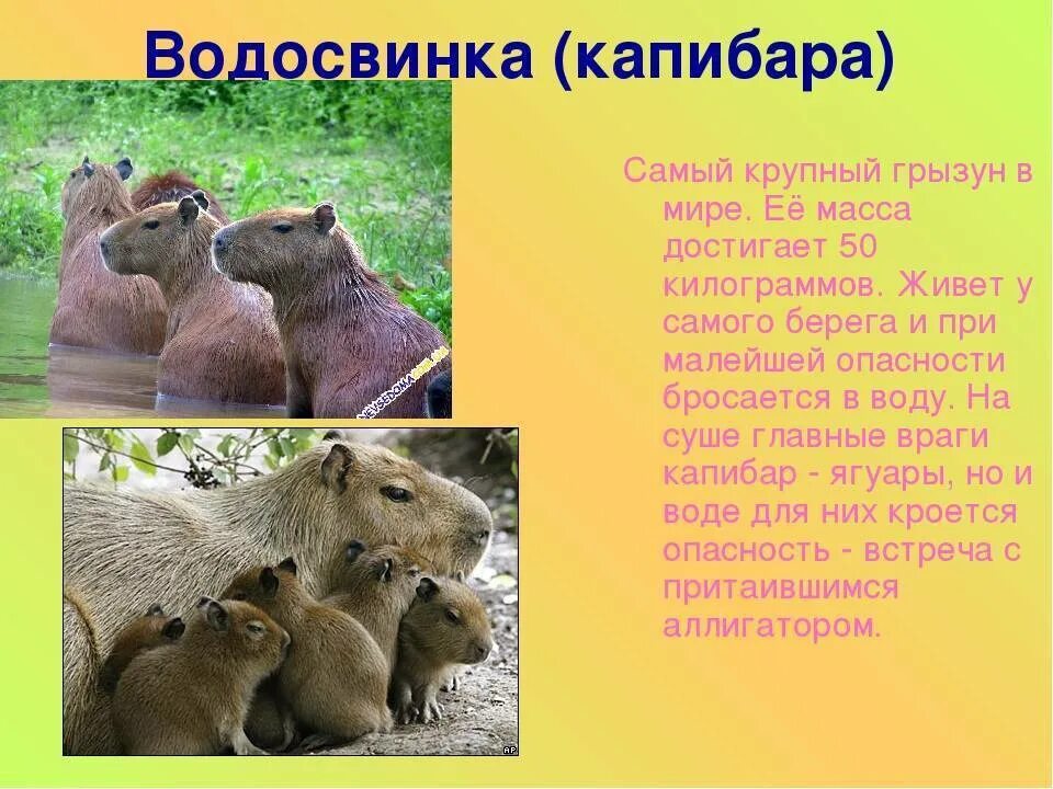 Капибара животное википедия фото и описание Описание капибары - найдено 88 картинок