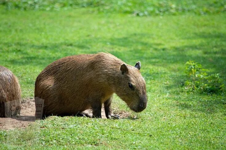Капибара животное википедия фото и описание https://capybaraowner.com/what-are-toxic-plants-for-capybaras/ Capybara, Animals